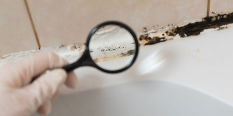 3 Signs it’s Time to Schedule Professional Mold Testing