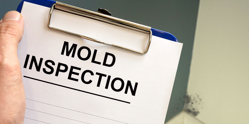 Top Times When You Should Have a Mold Inspection Done