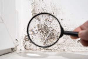 Did a Mold Inspection Find Something? Don’t Panic